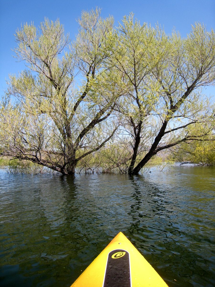 Kayaking in Arizona