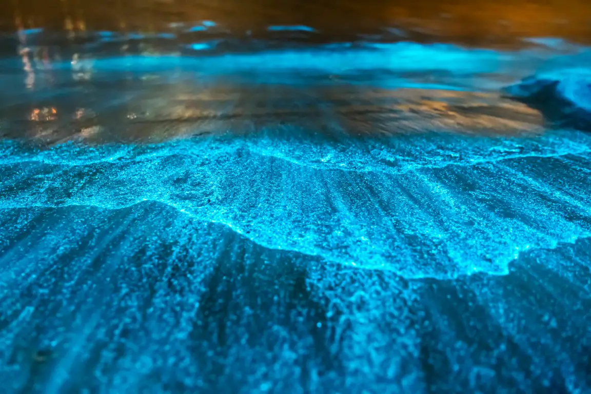 8 Best Spots to Go Kayaking with Bioluminescence