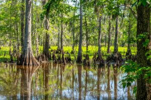 11 Best Places to Go Kayaking in Louisiana